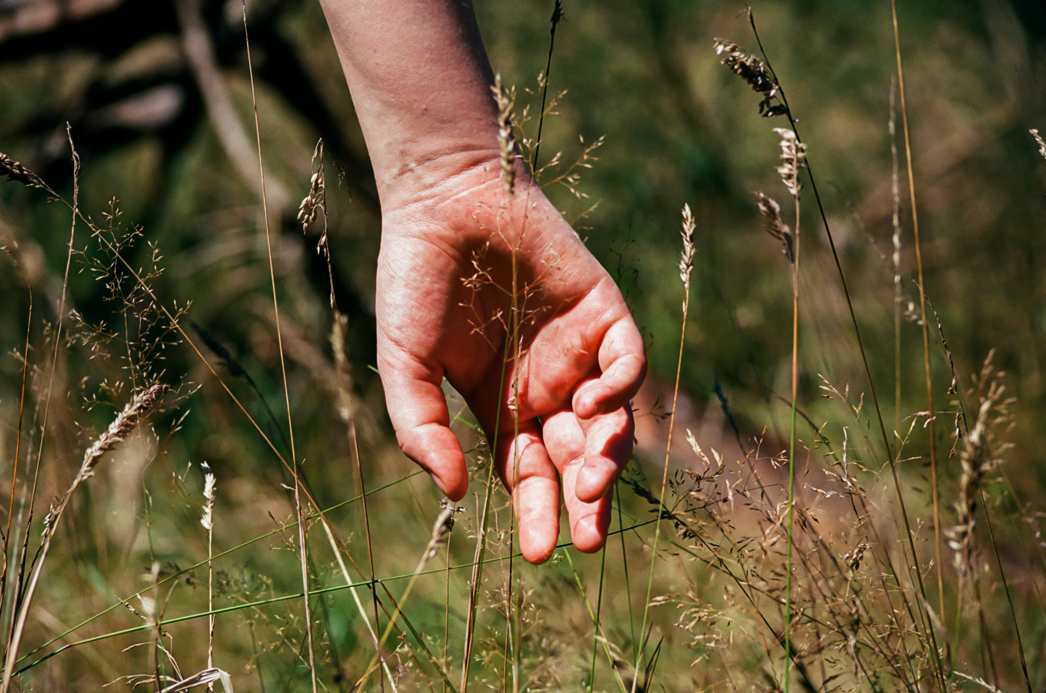 A hand reaches down, gently touching blades of tall grass and wildflowers in a sunny field. By NinoTurbaProductions